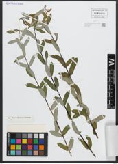 Foto von Salix amplexicaulis Bory